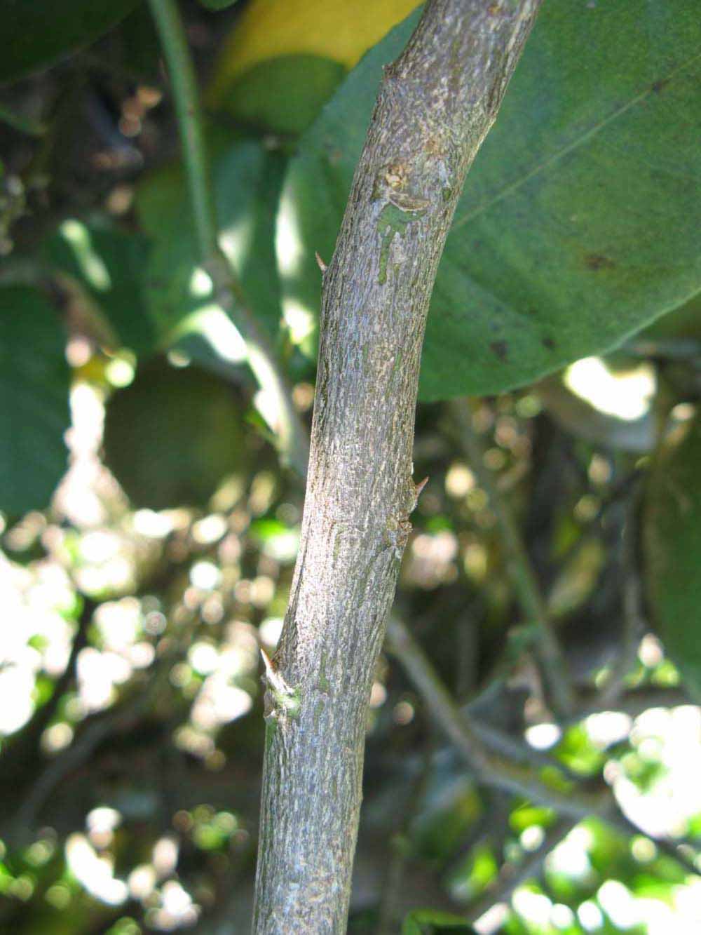              Second - third year twig (Winter Haven, FL)       